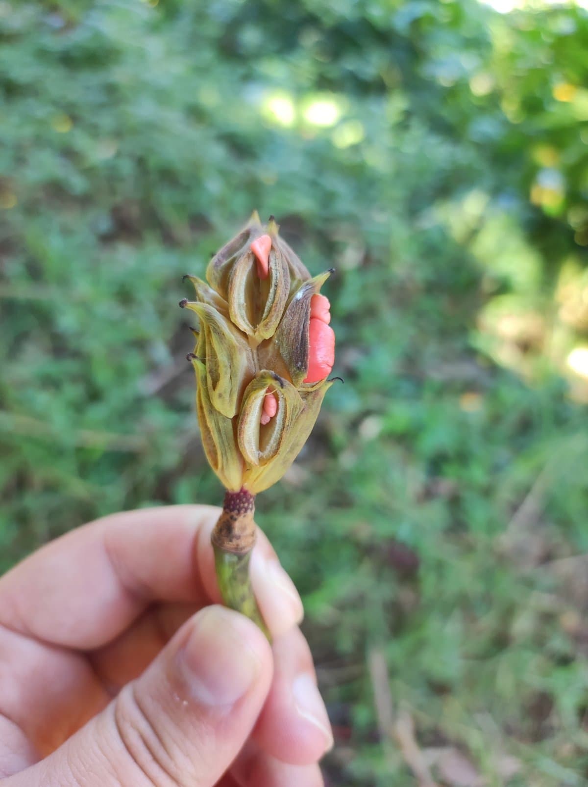 Magnolia