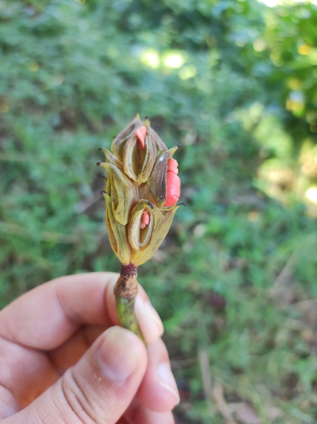 Magnolia