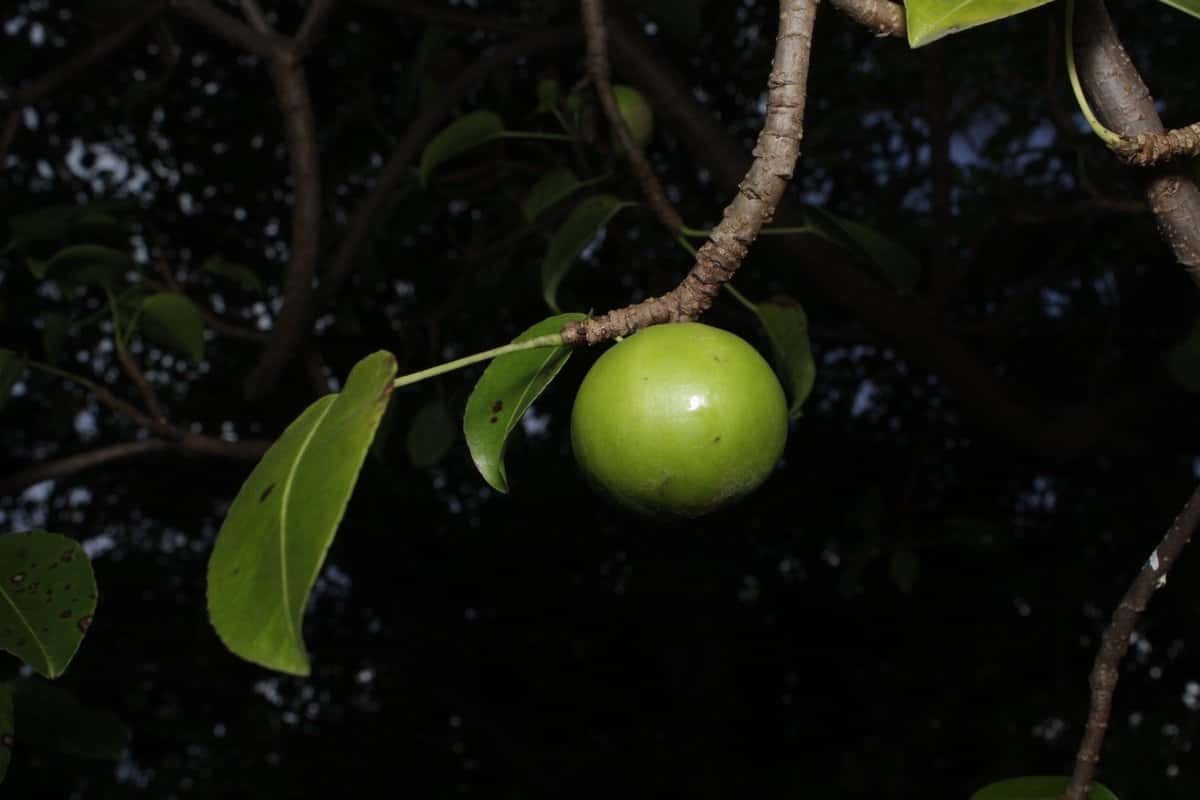 Manchineel