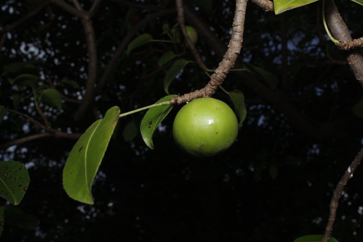 Manchineel