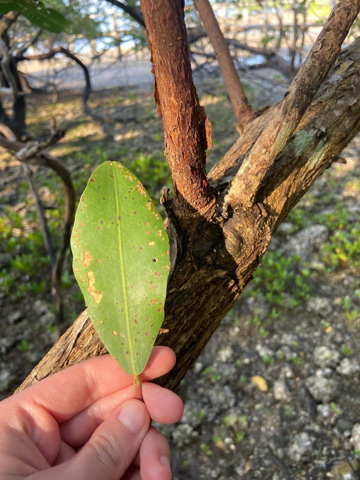 White Mangrove