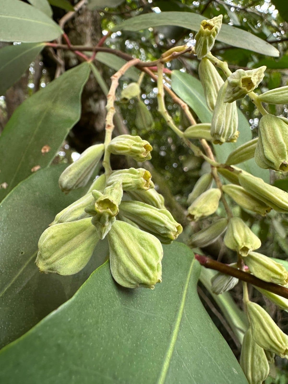 White Mangrove