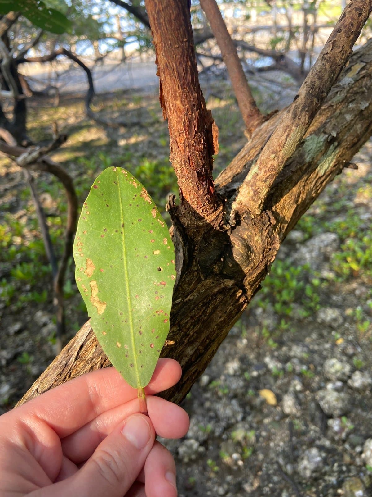 White Mangrove