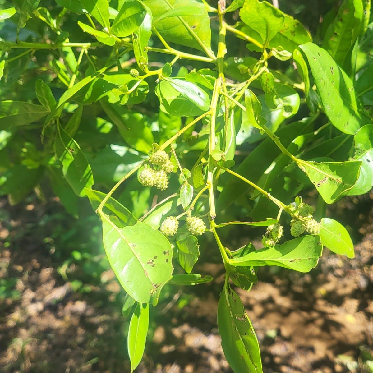 Buttonwood Mangrove