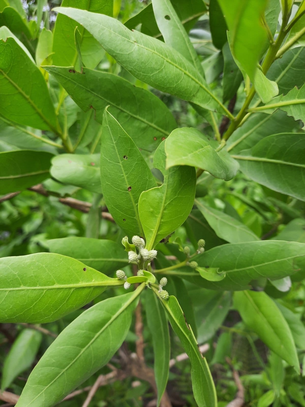 Buttonwood Mangrove
