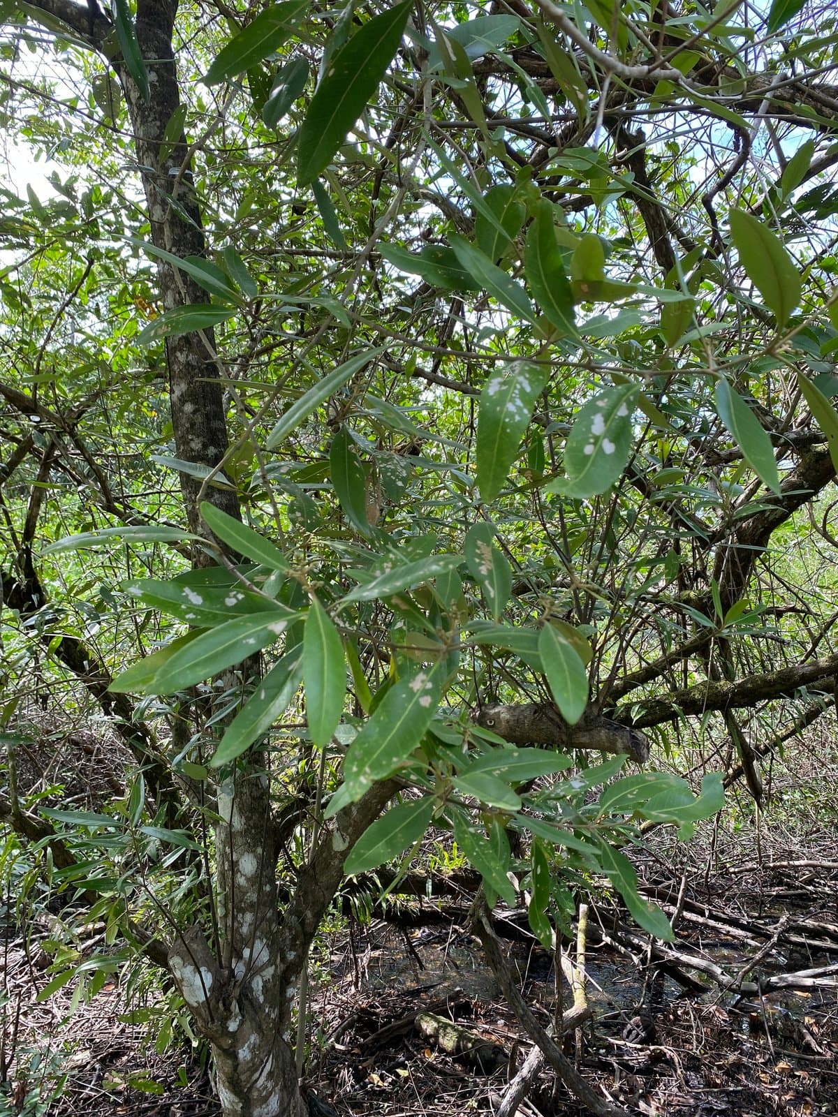Black Mangrove