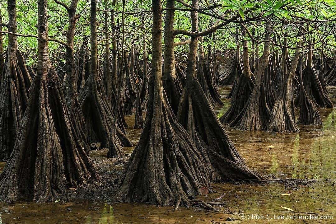Tea Mangrove