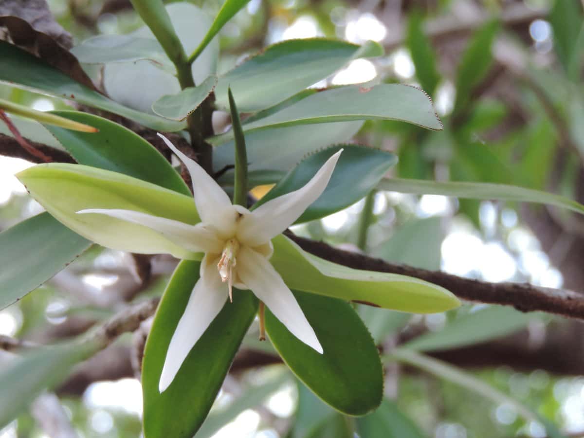 Tea Mangrove
