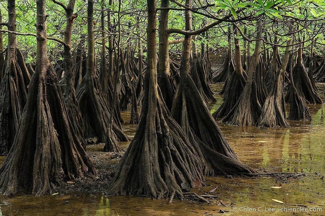 Tea Mangrove