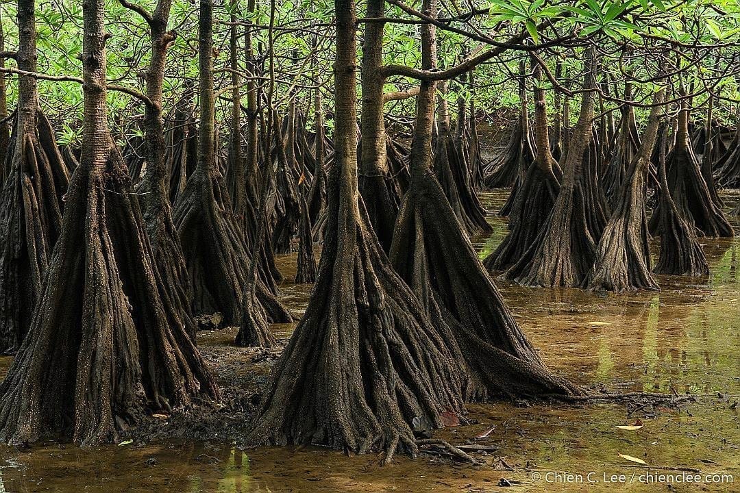 Tea Mangrove