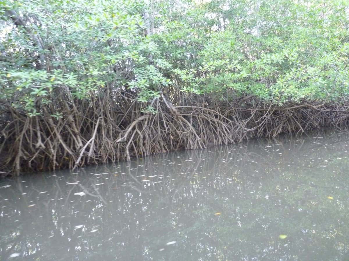 Red Mangrove