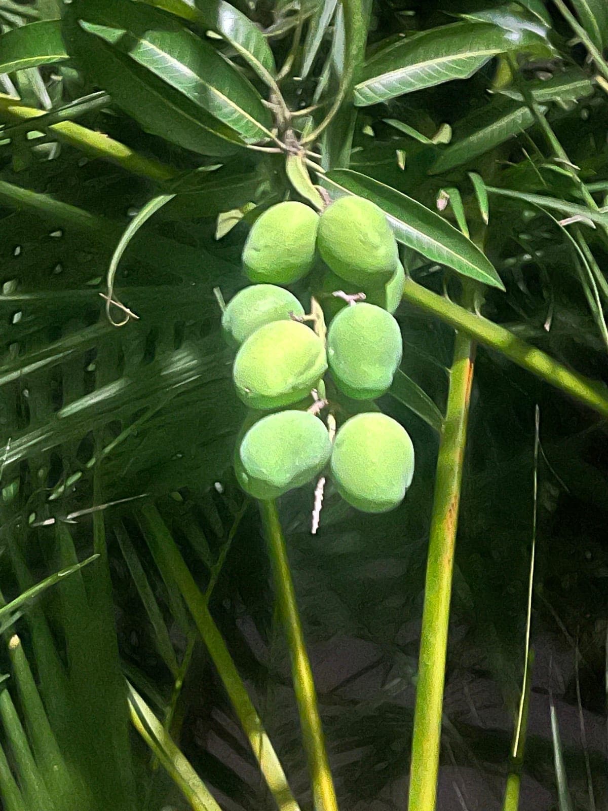 Mango