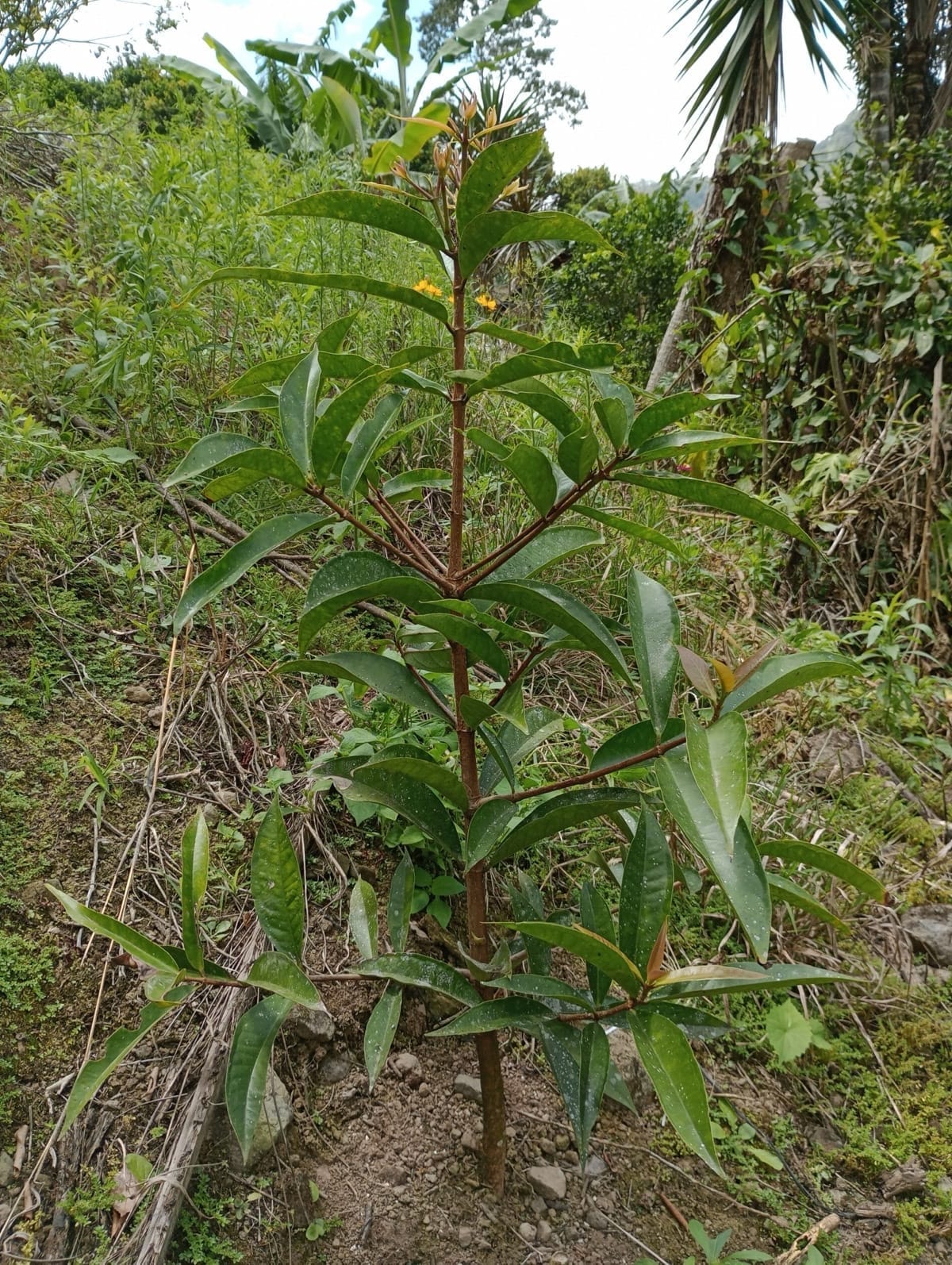 Manzana de Agua