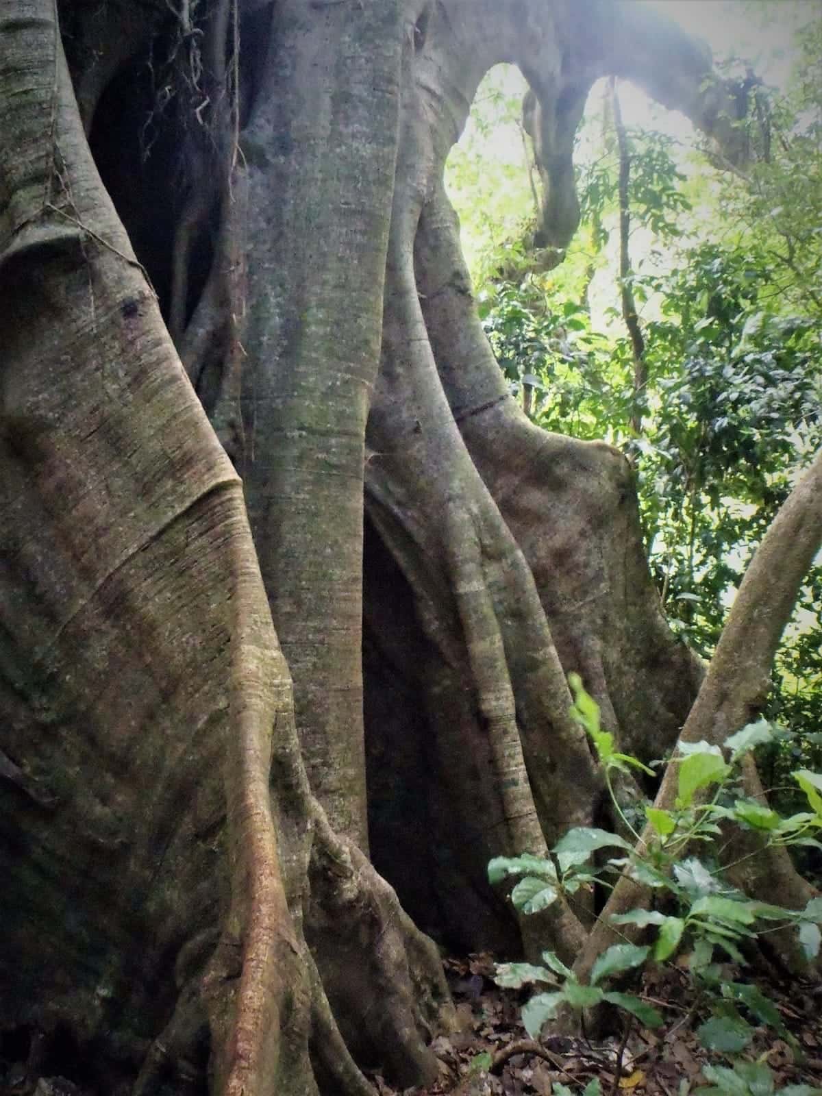 Matapalo