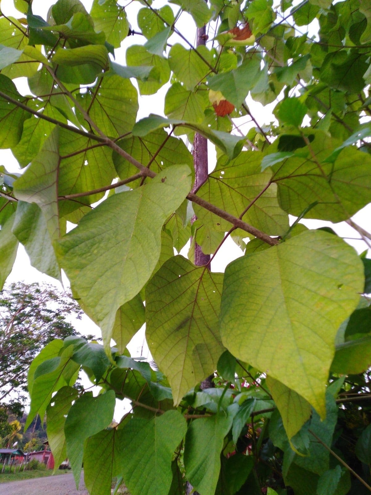 Gmelina