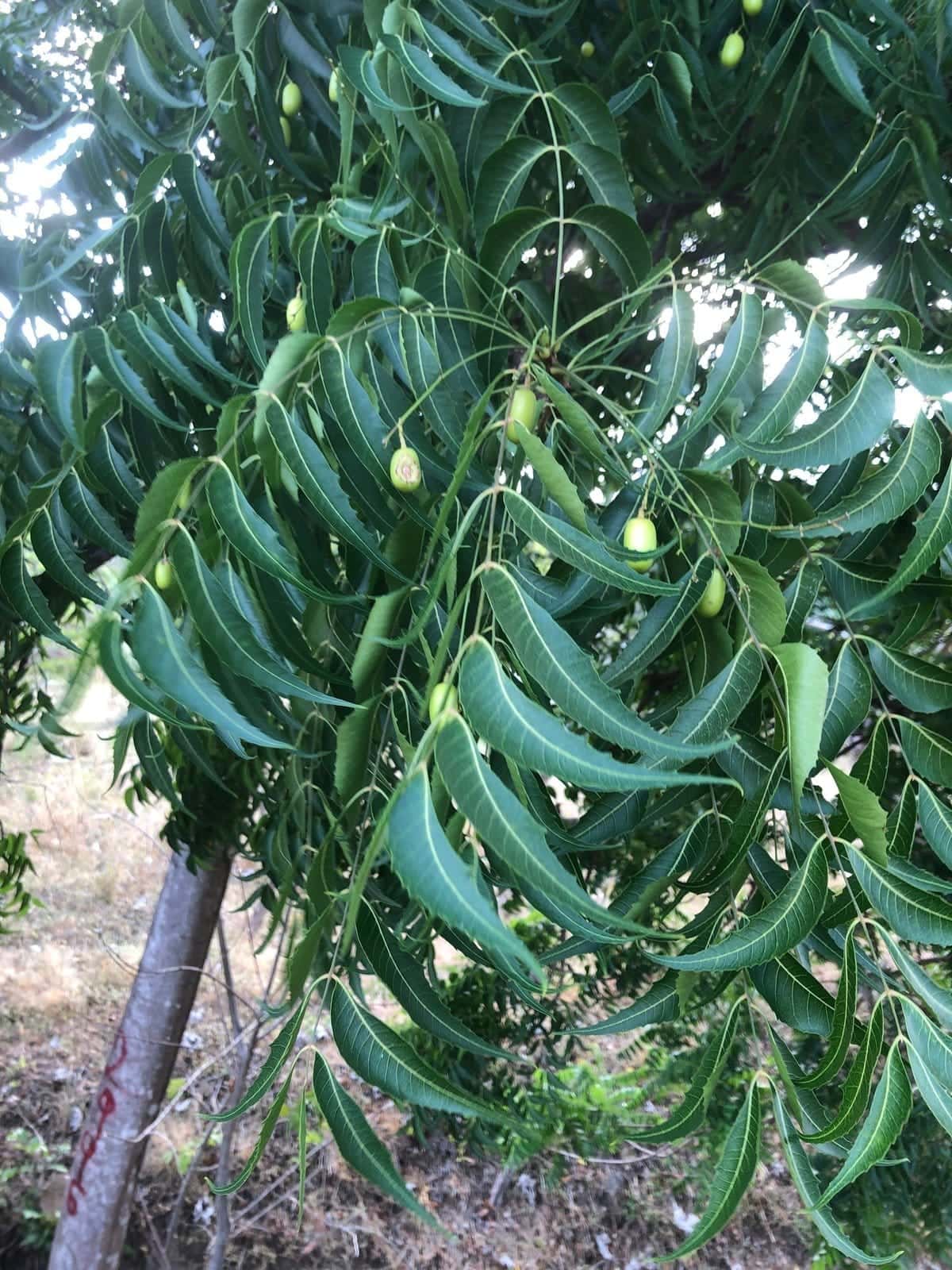 Neem