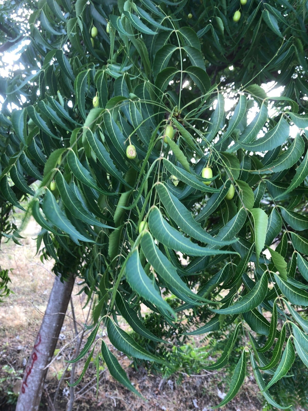 Neem