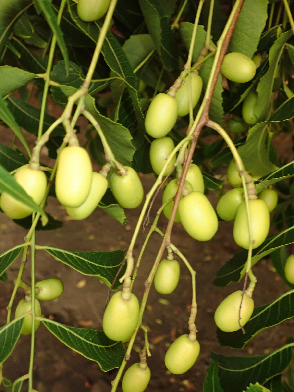 Neem