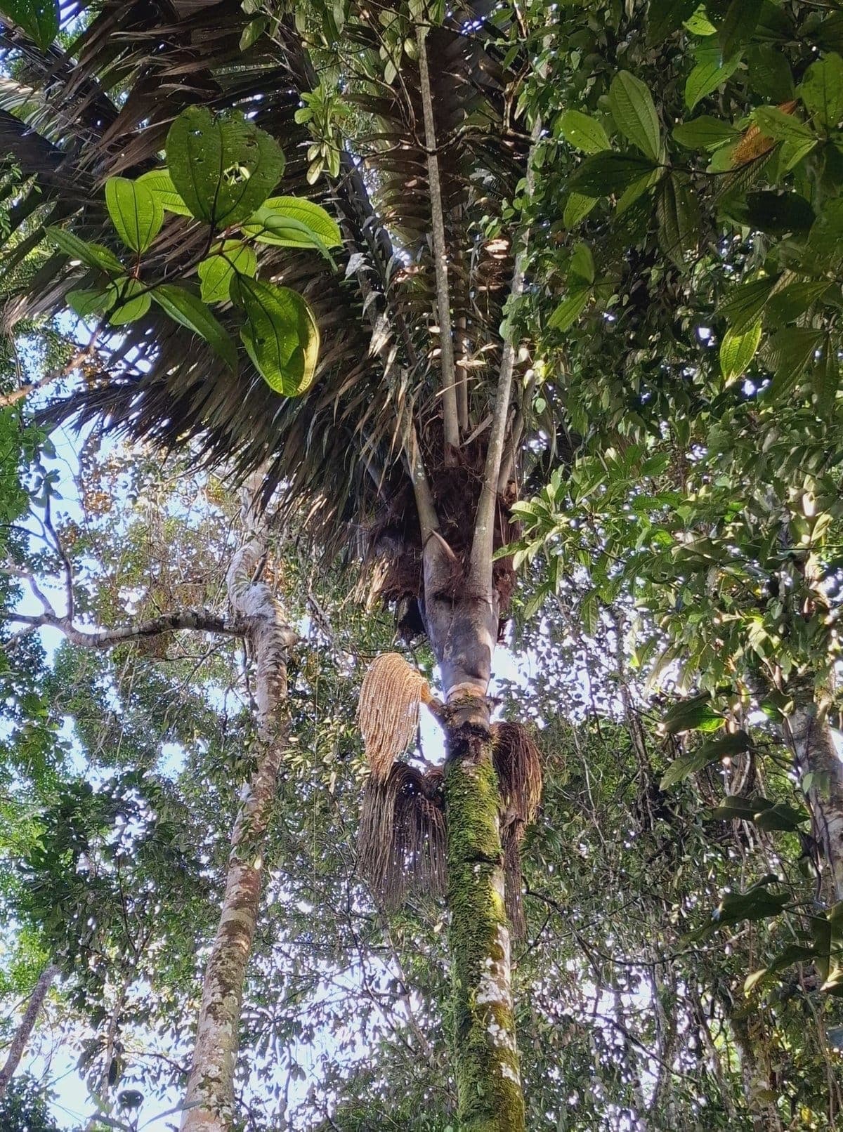 Palma Cacho de Venado