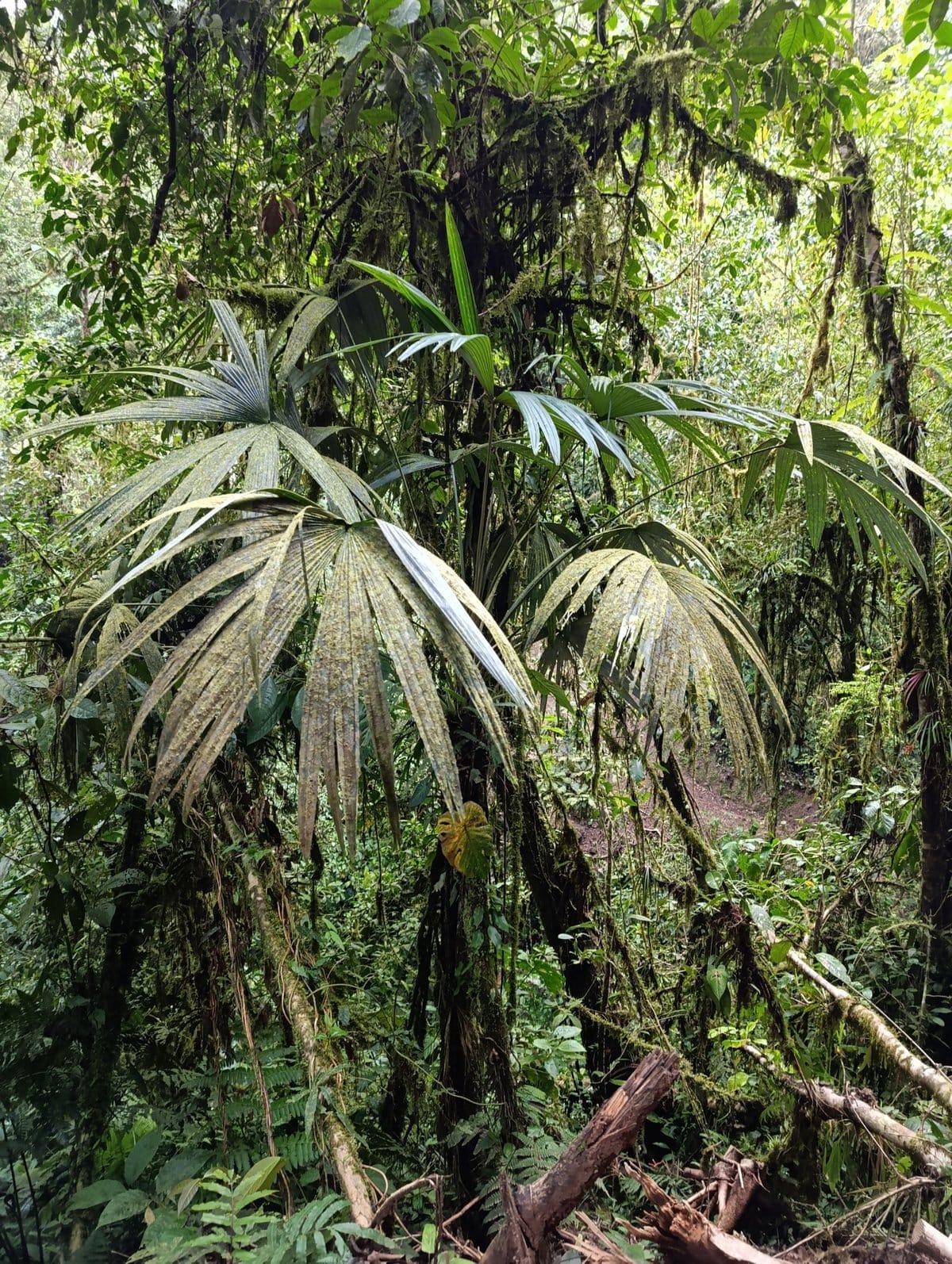 Palma de Escoba