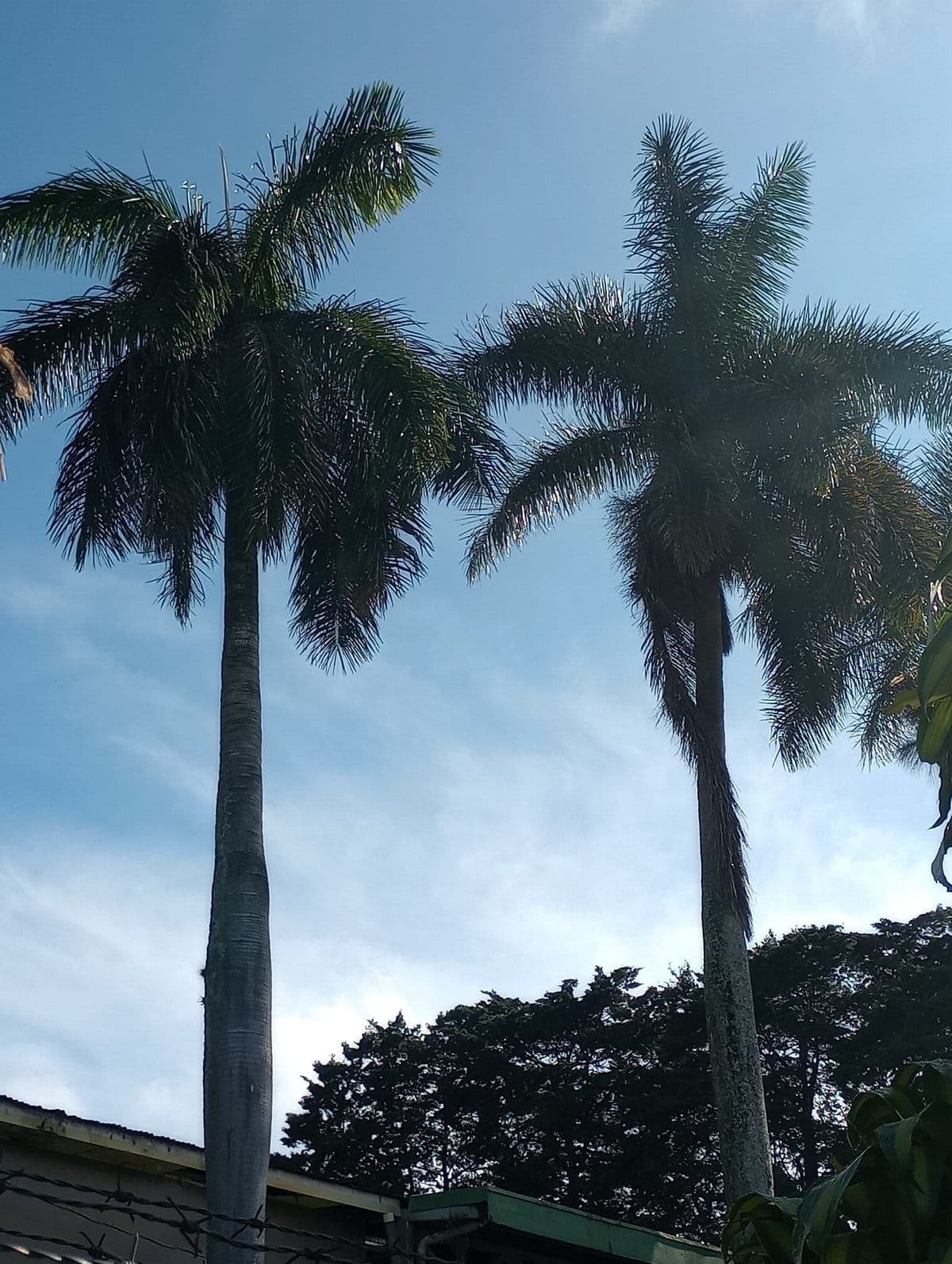 Palmera Real