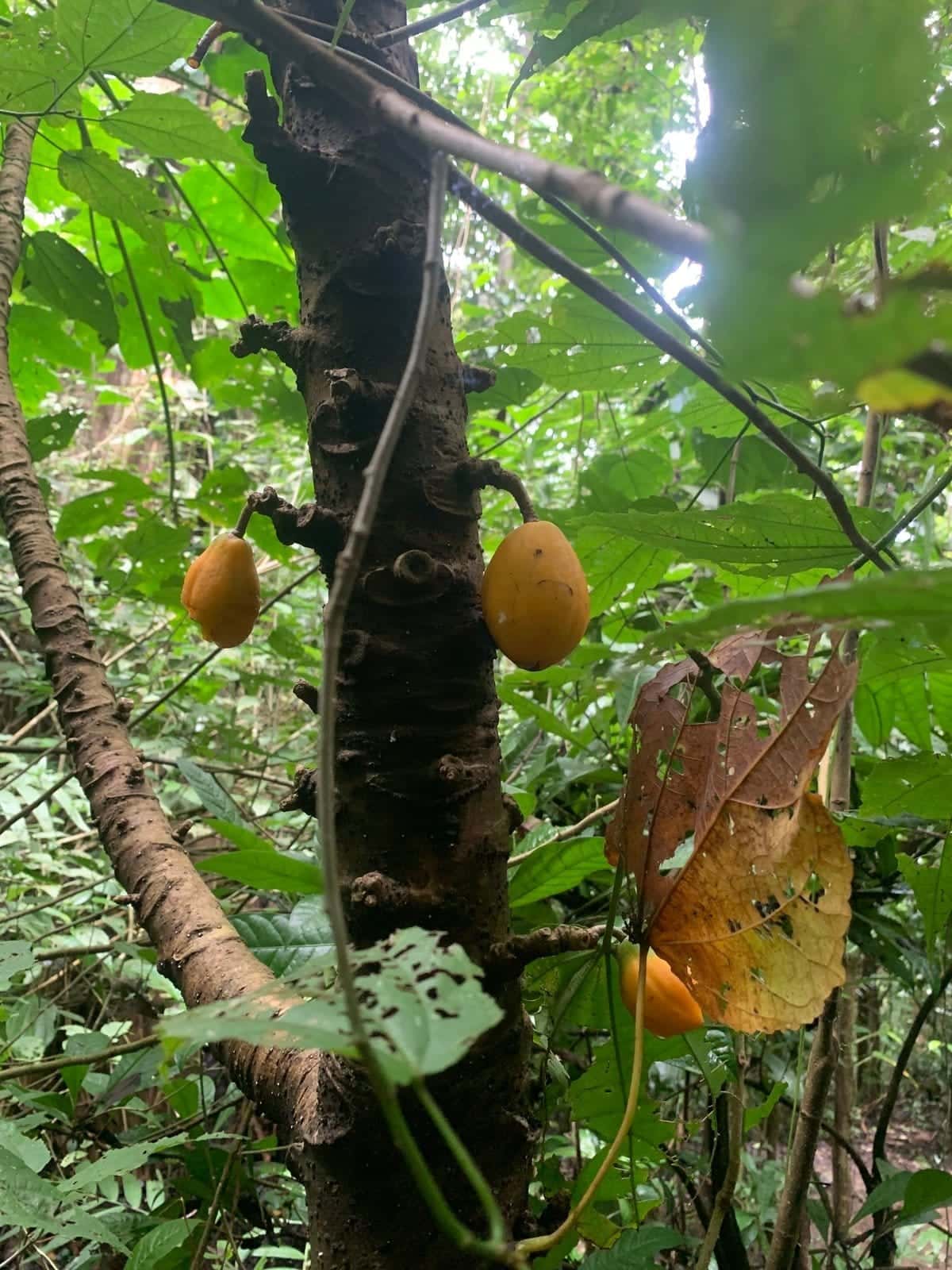 Papayillo
