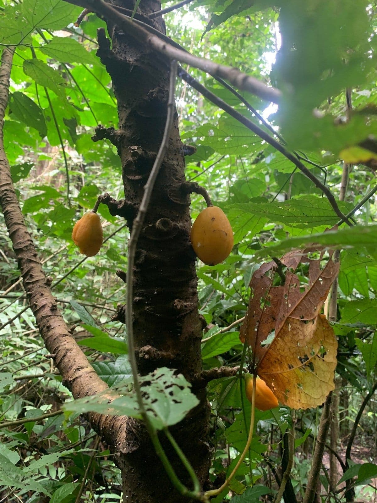 Papayillo