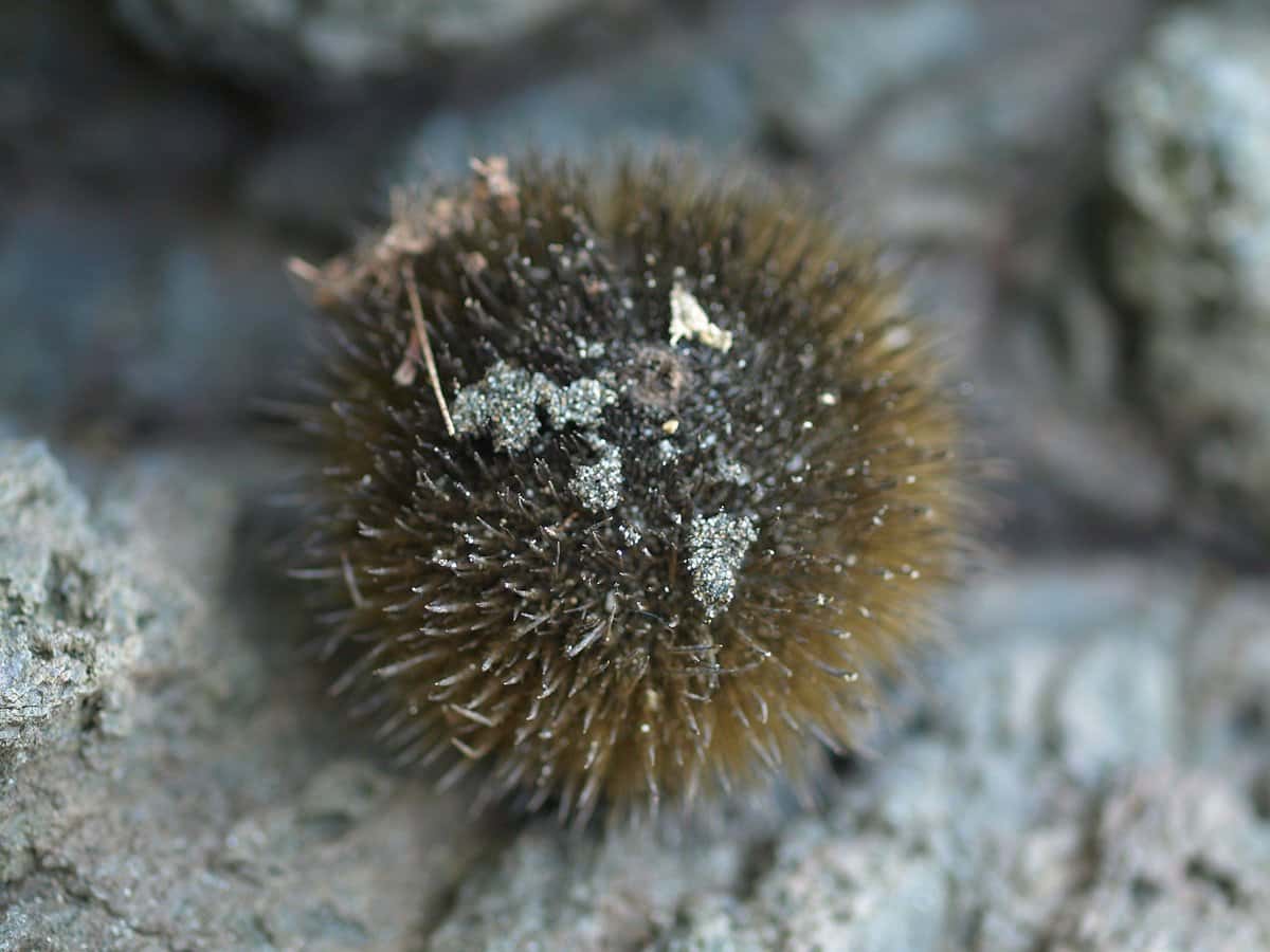Monkey Comb Tree