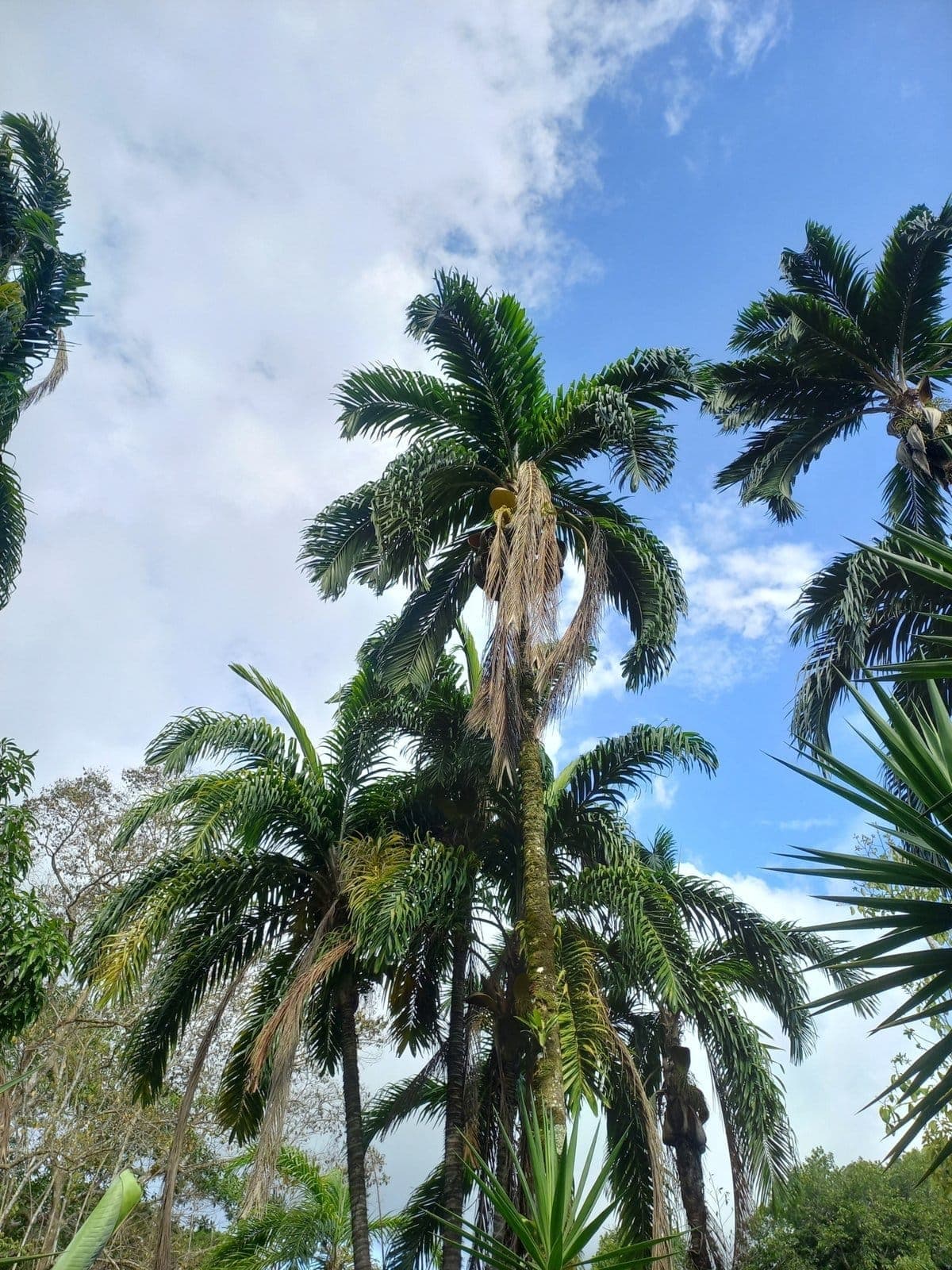 Pejibaye