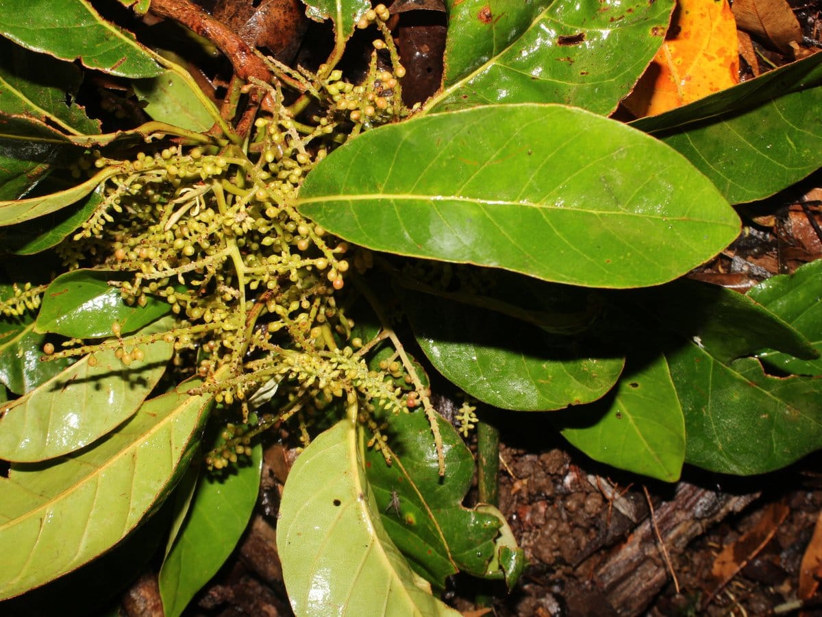 Pilón