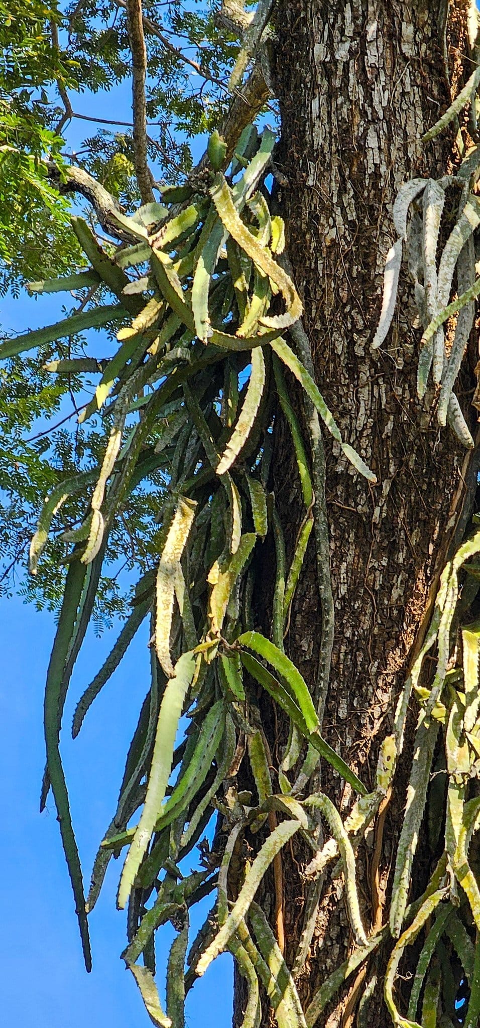 Pitahaya