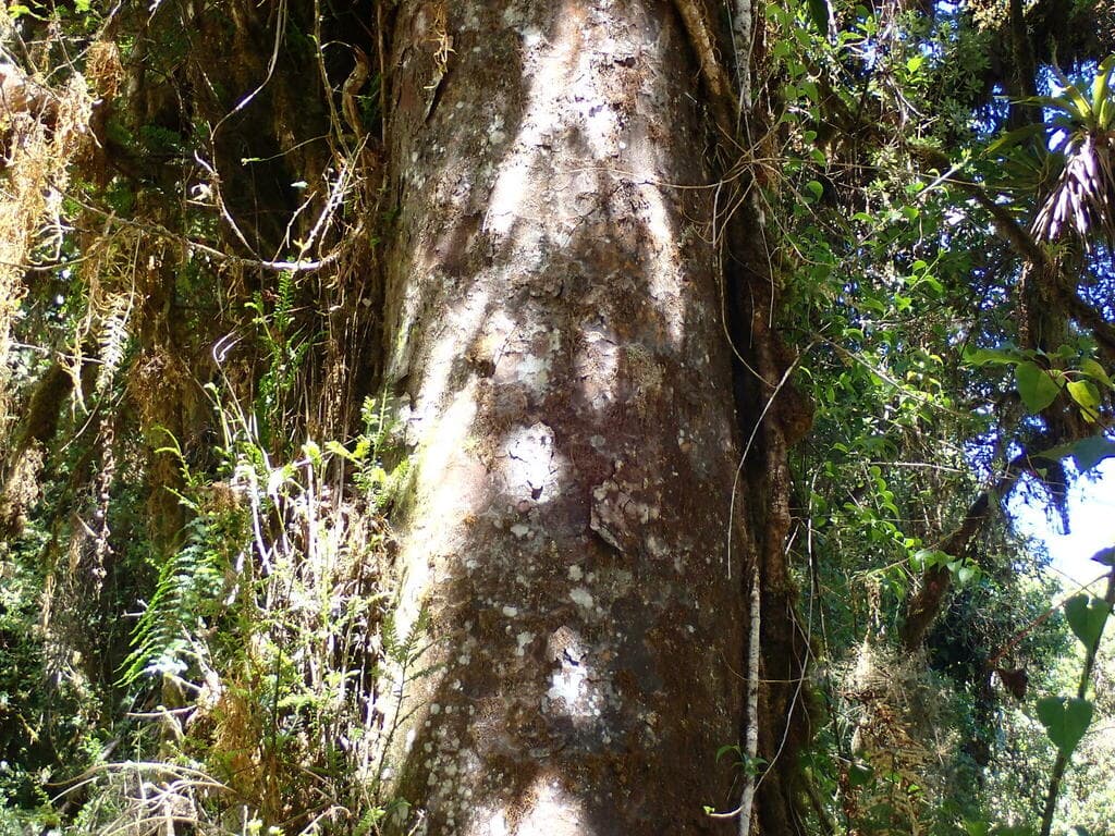 Podocarpus oleifolius