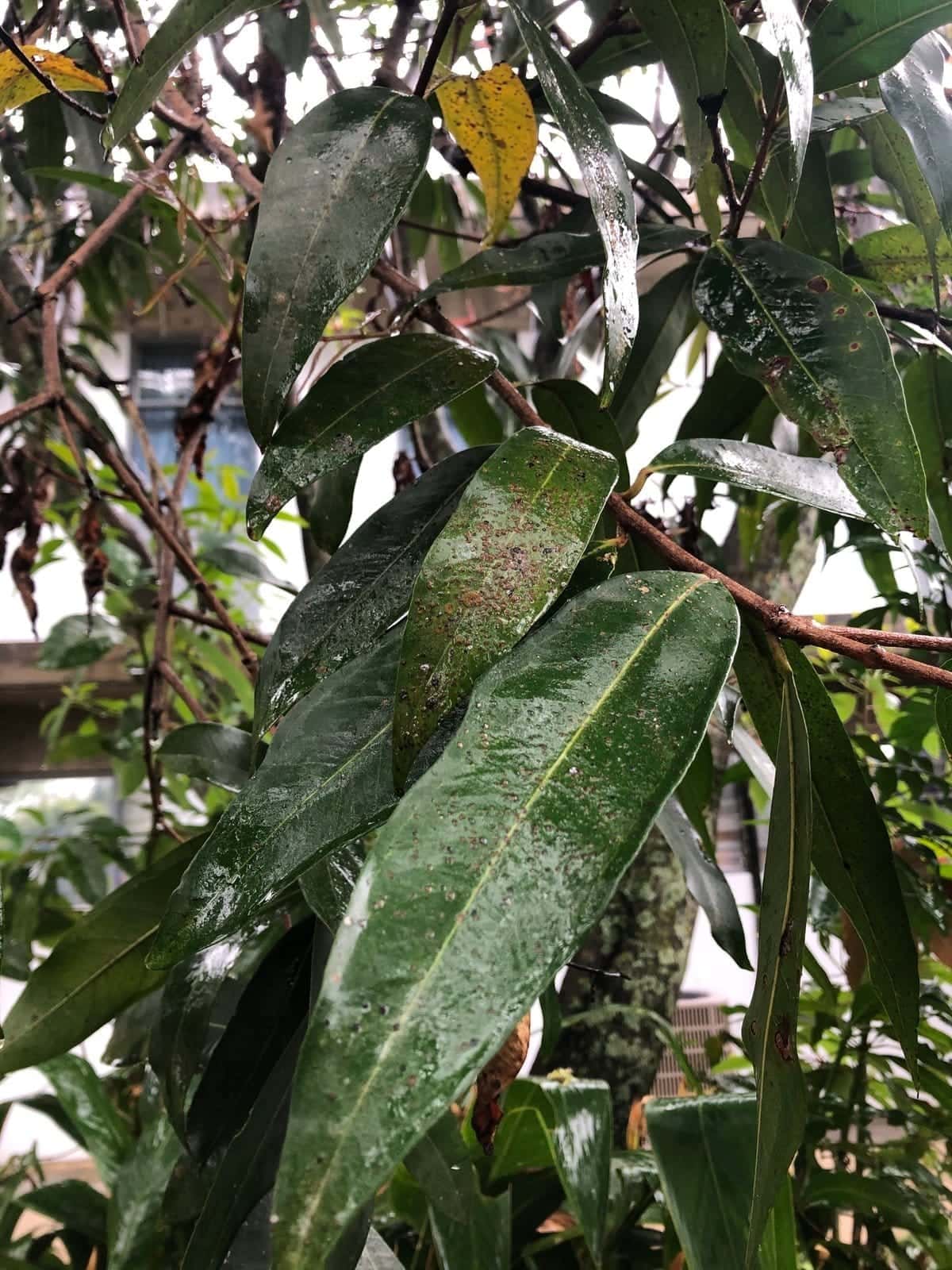Pomarrosa