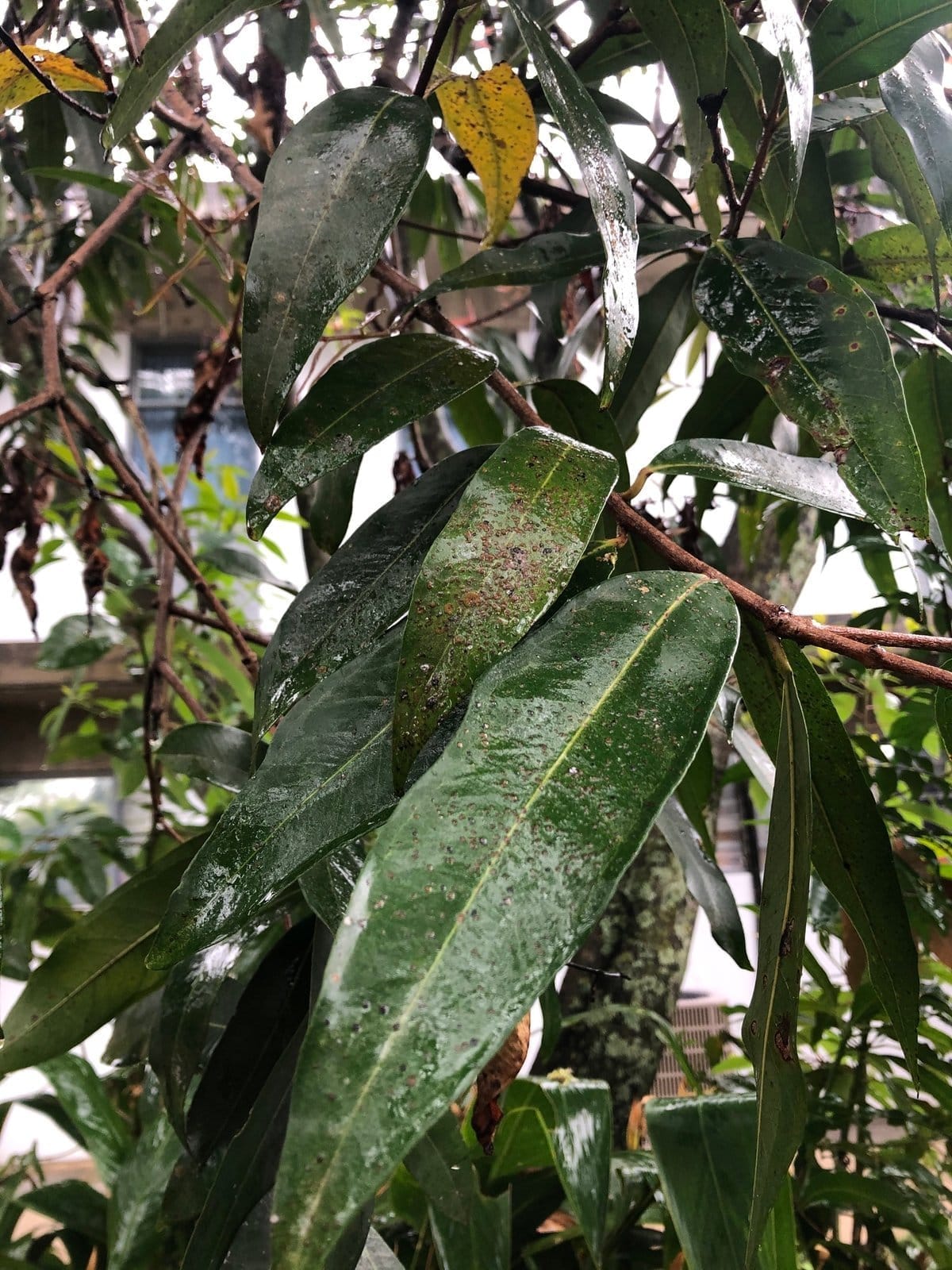Pomarrosa