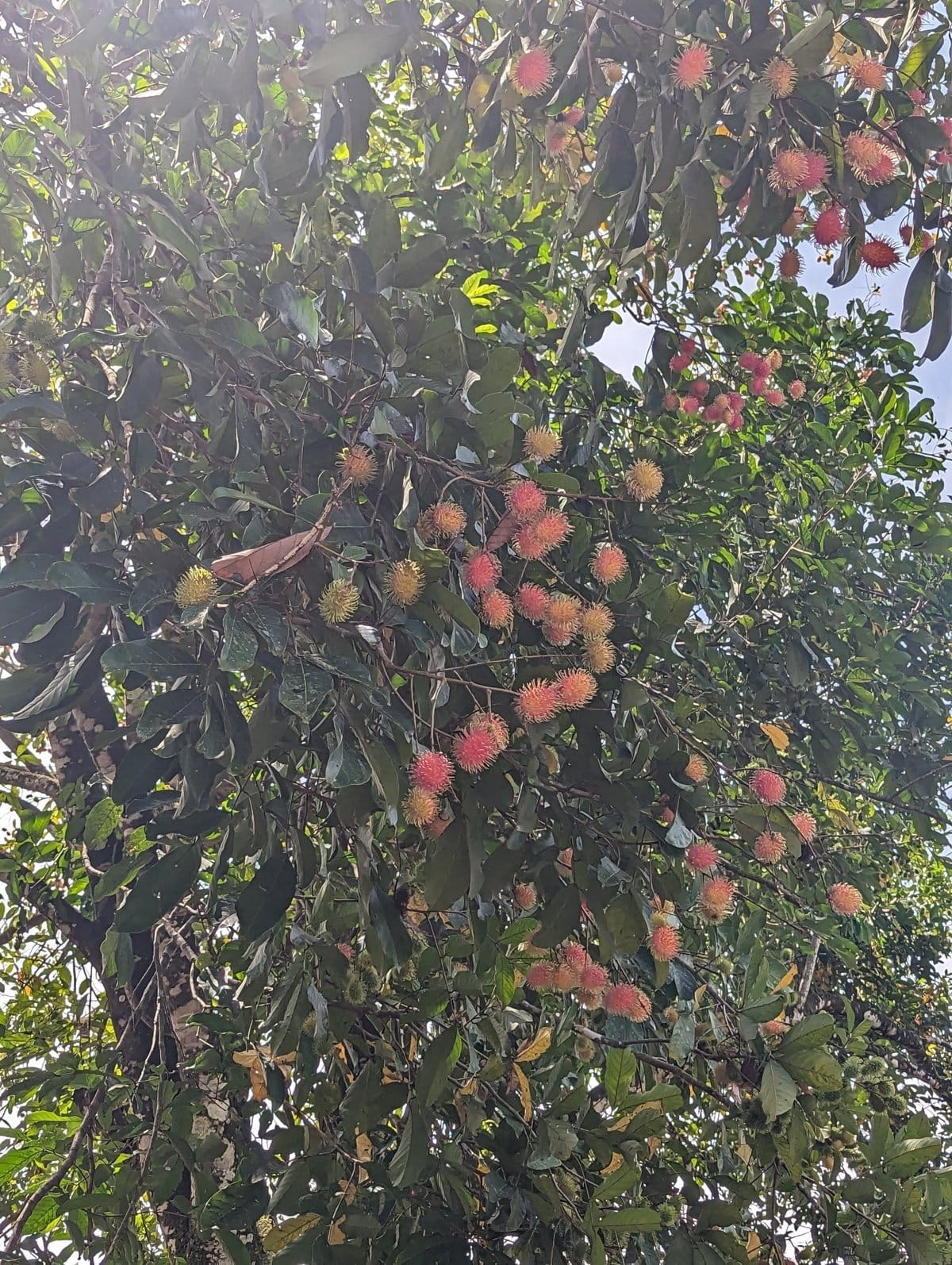 Rambután