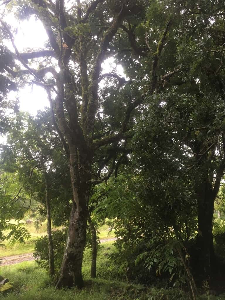 Roble Corrugata (Corrugated-Leaf Oak)