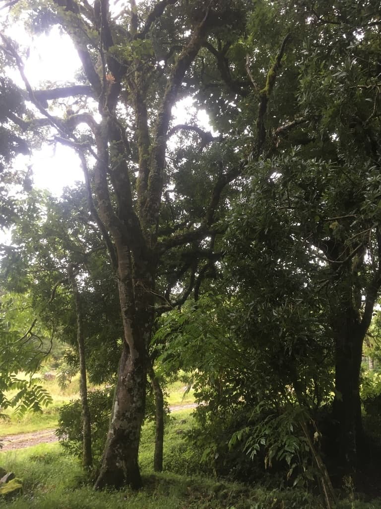 Roble Corrugata (Corrugated-Leaf Oak)