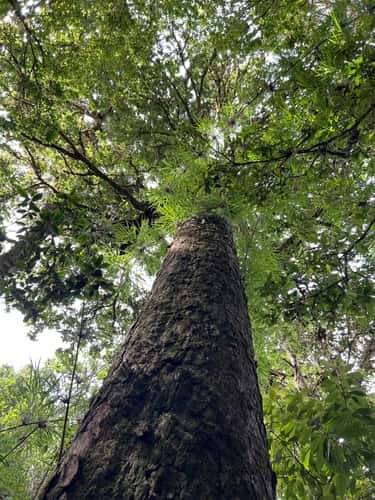 Roble de Altura (Roble Negro / Costa Rican Oak)