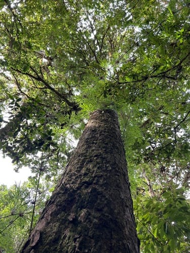 Roble de Altura (Roble Negro / Costa Rican Oak)