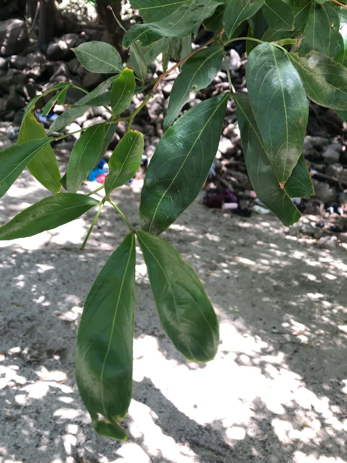 Sotacaballo