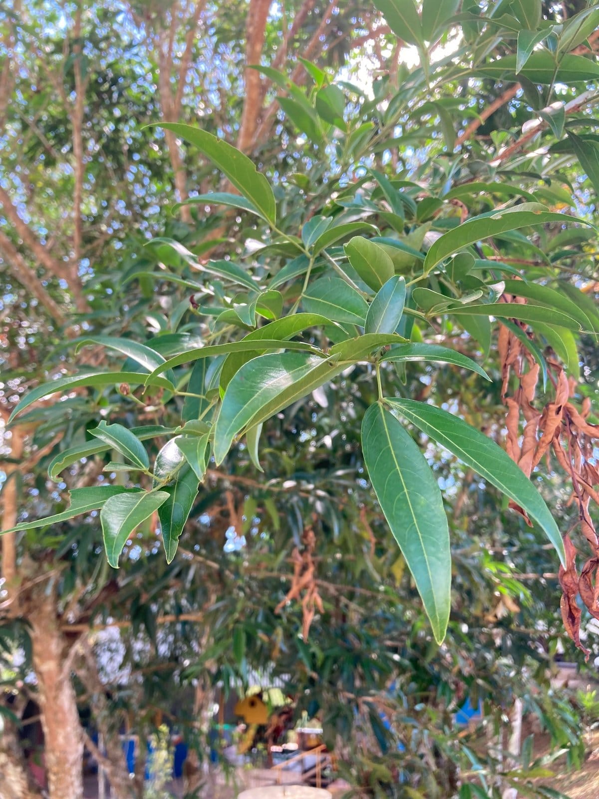 Sotacaballo