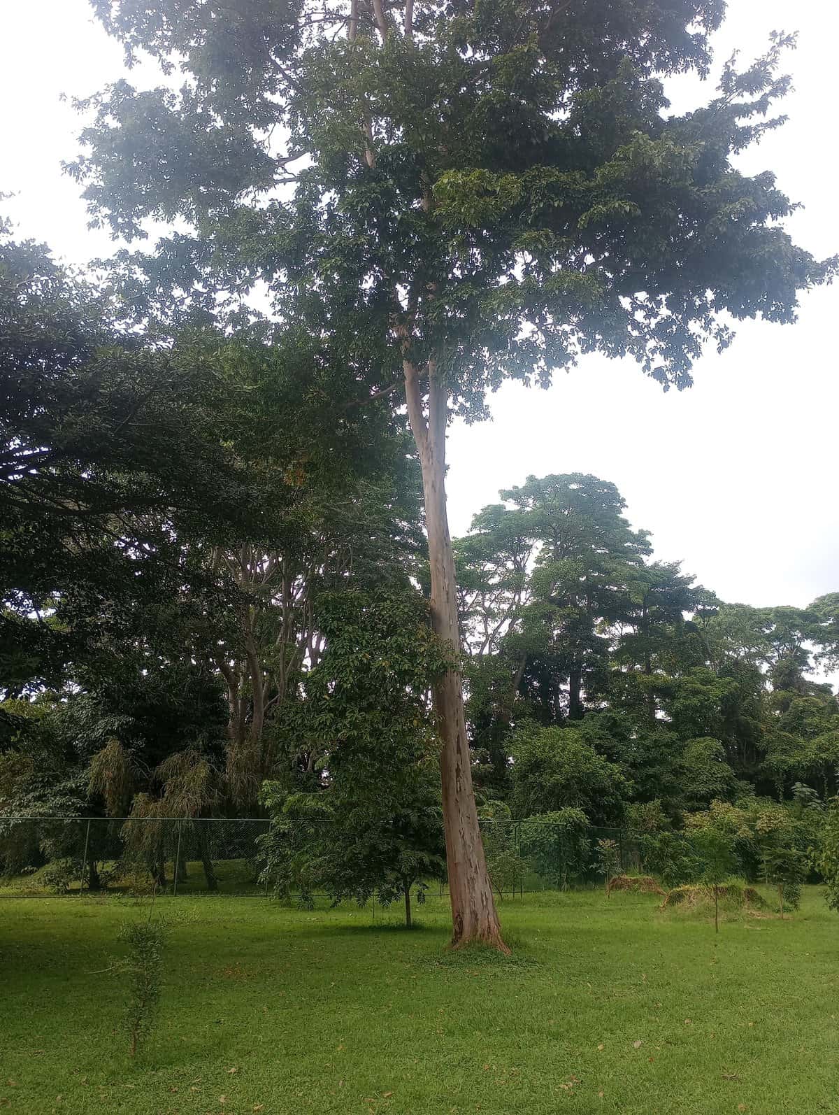 Surá