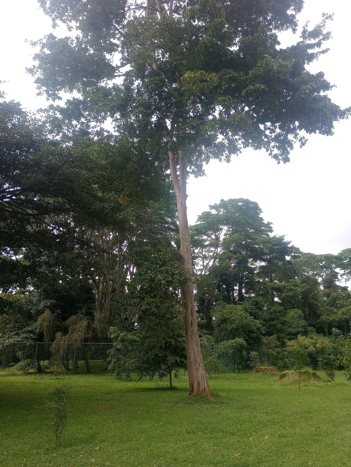 Surá