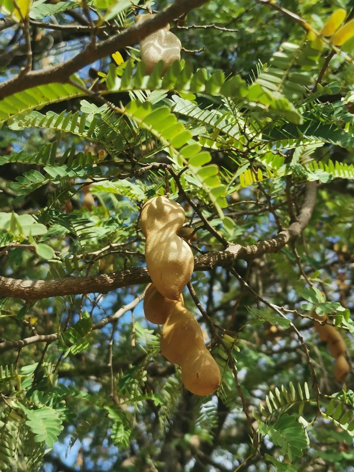 Tamarindo Dulce