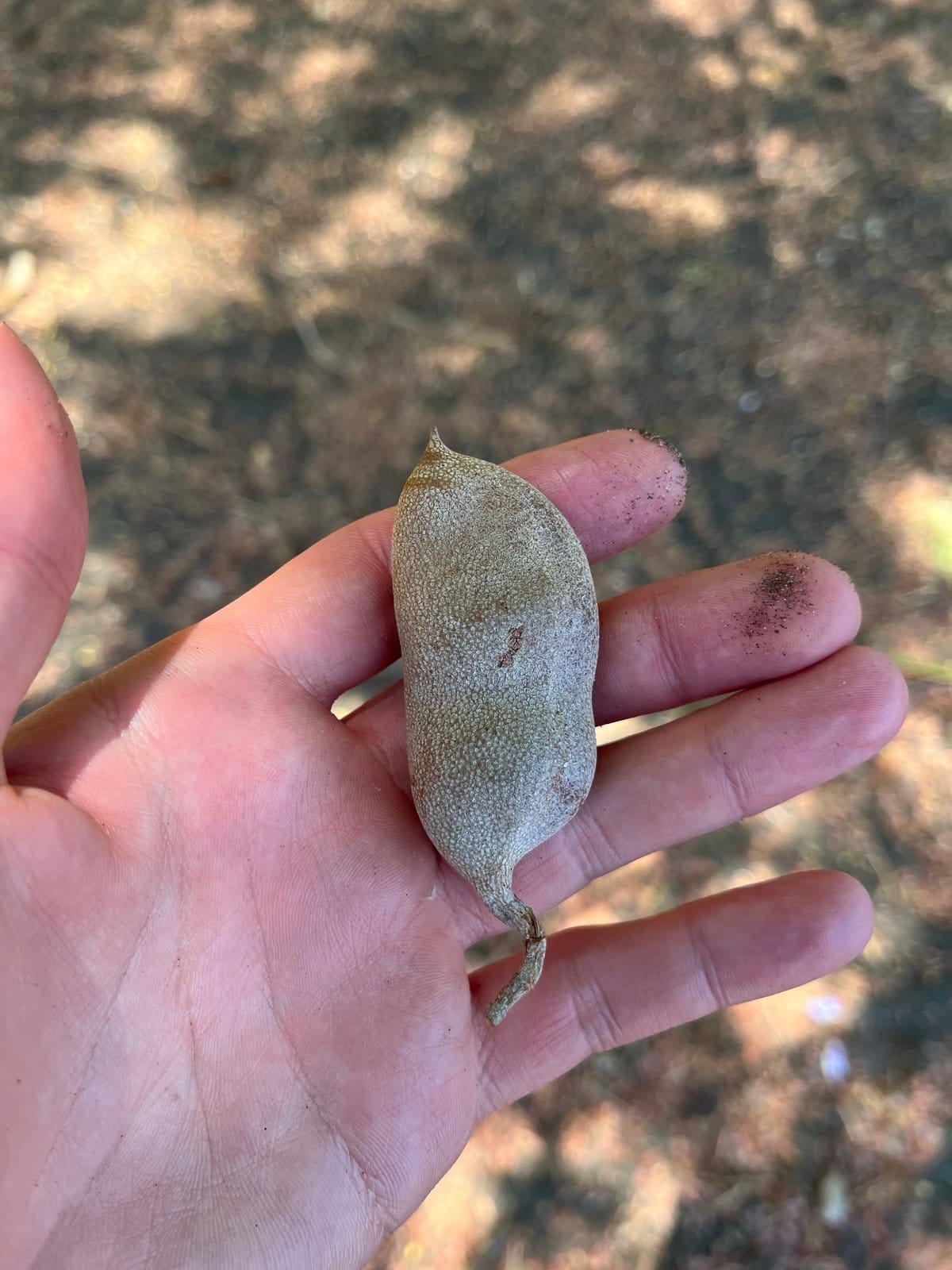 Tamarindo Dulce
