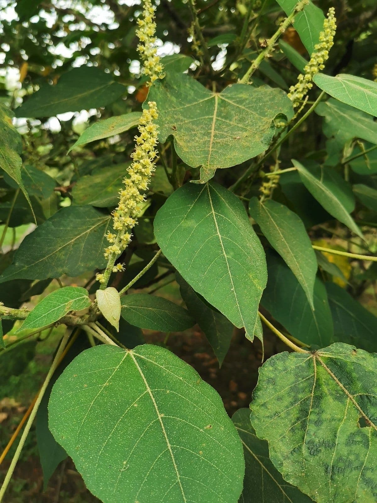 Targuá