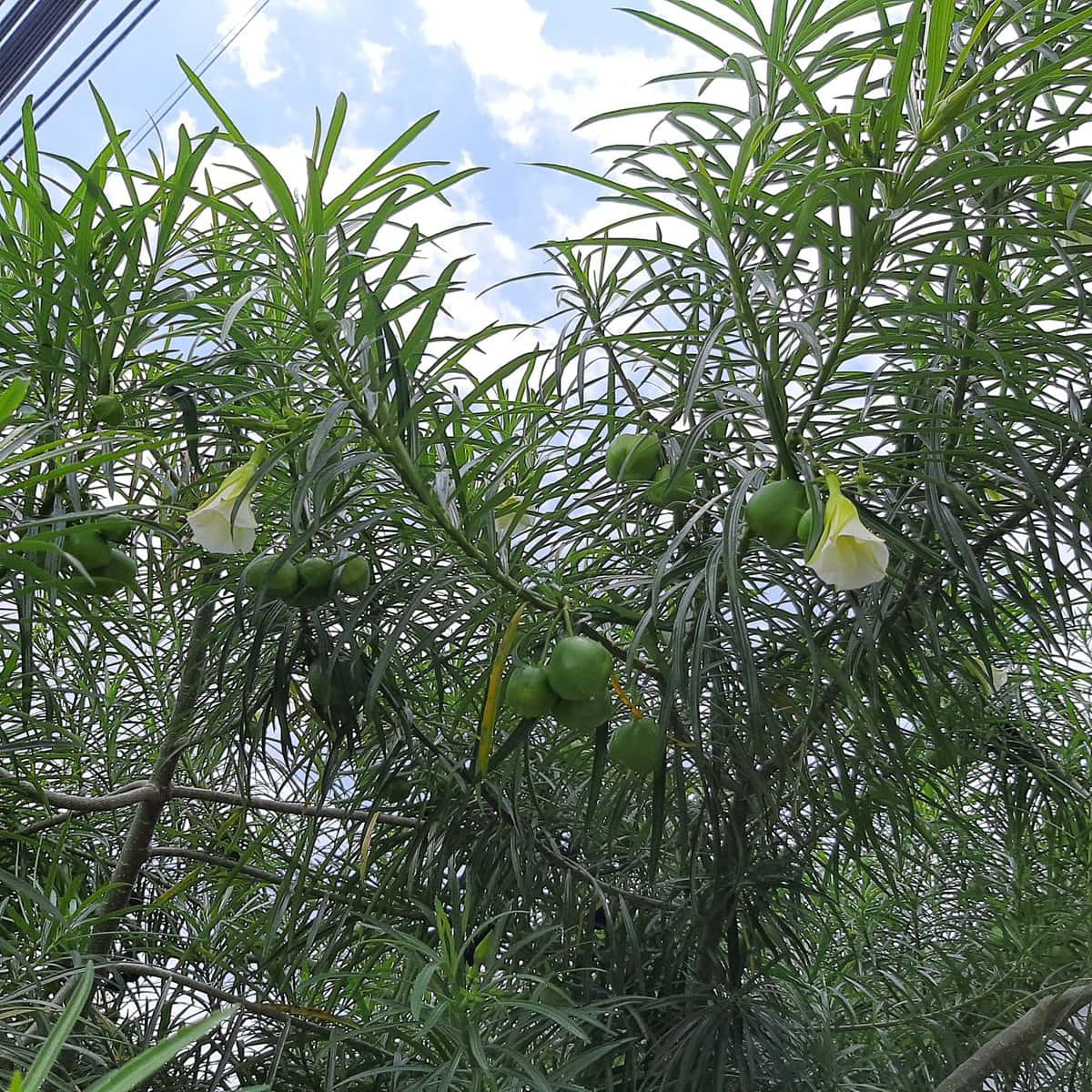 Yellow Oleander