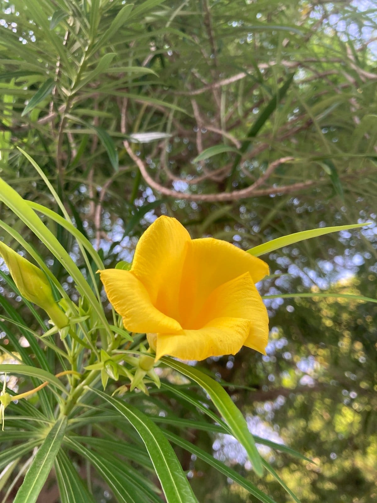 Yellow Oleander