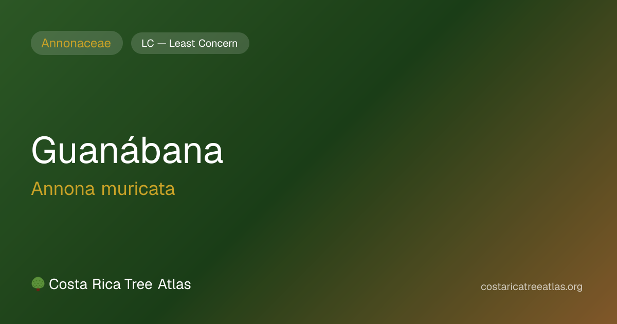 Guanábana | Costa Rica Tree Atlas