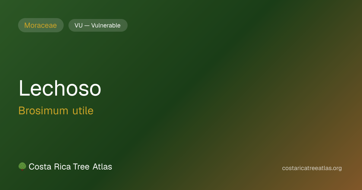 Lechoso | Costa Rica Tree Atlas
